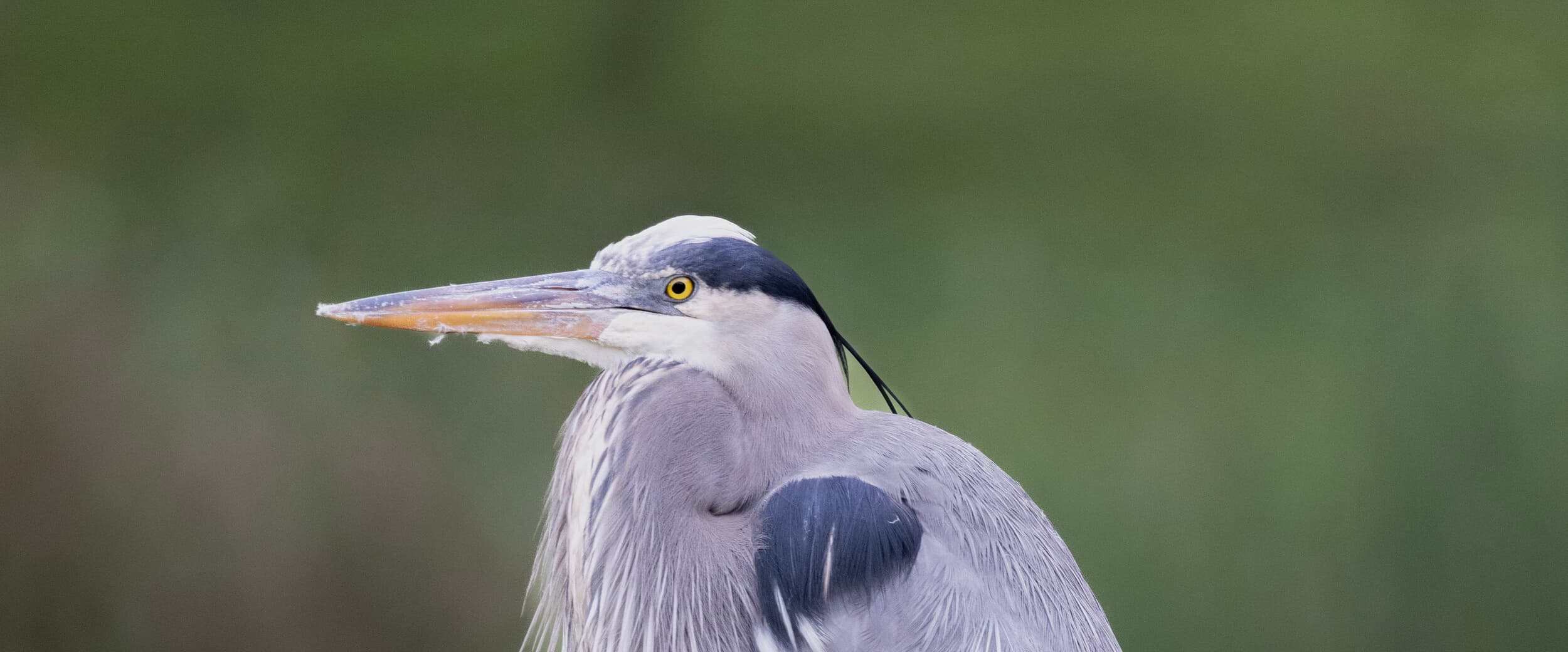 Media coverage and press