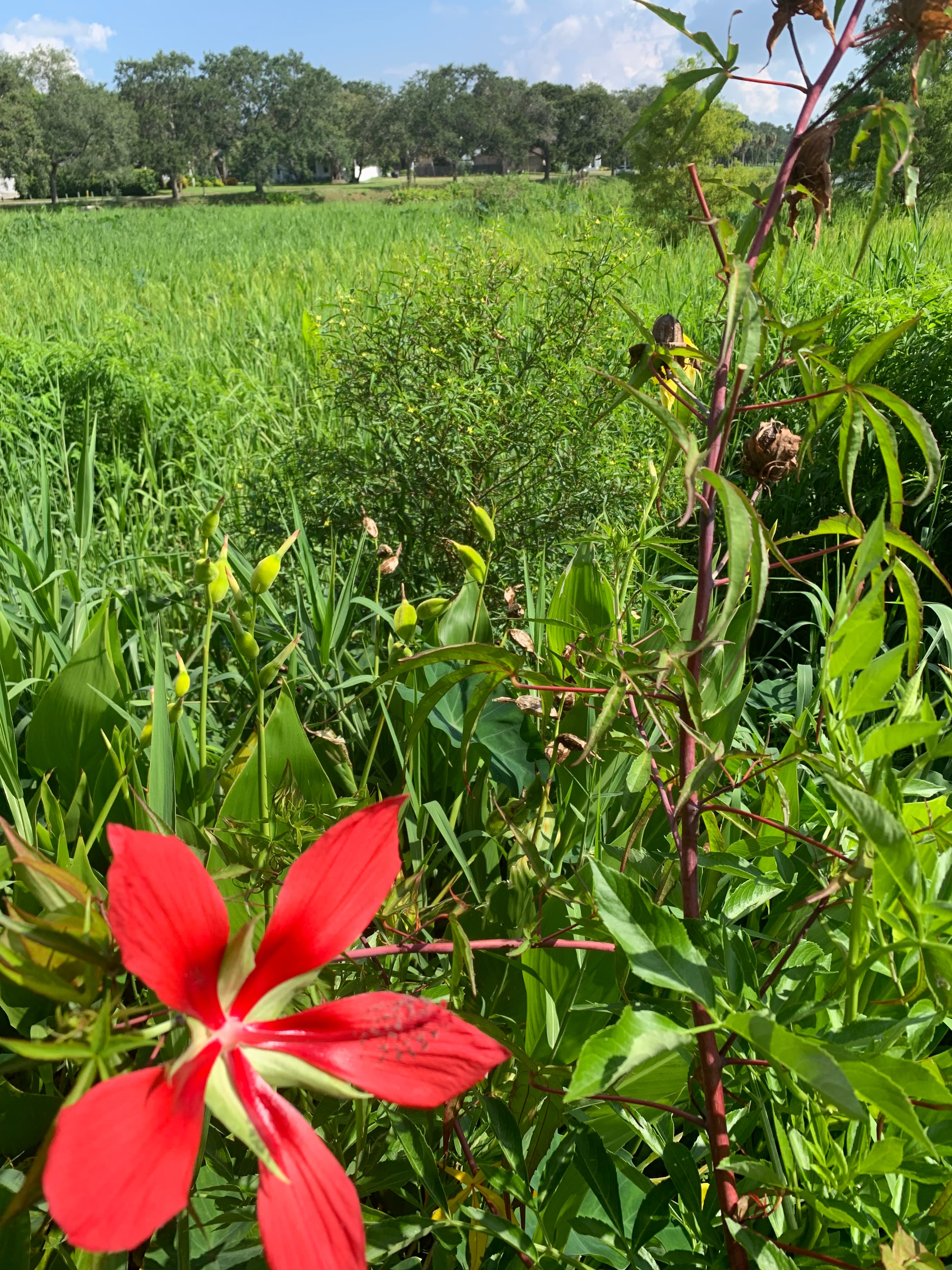Crescent Lake wildlife