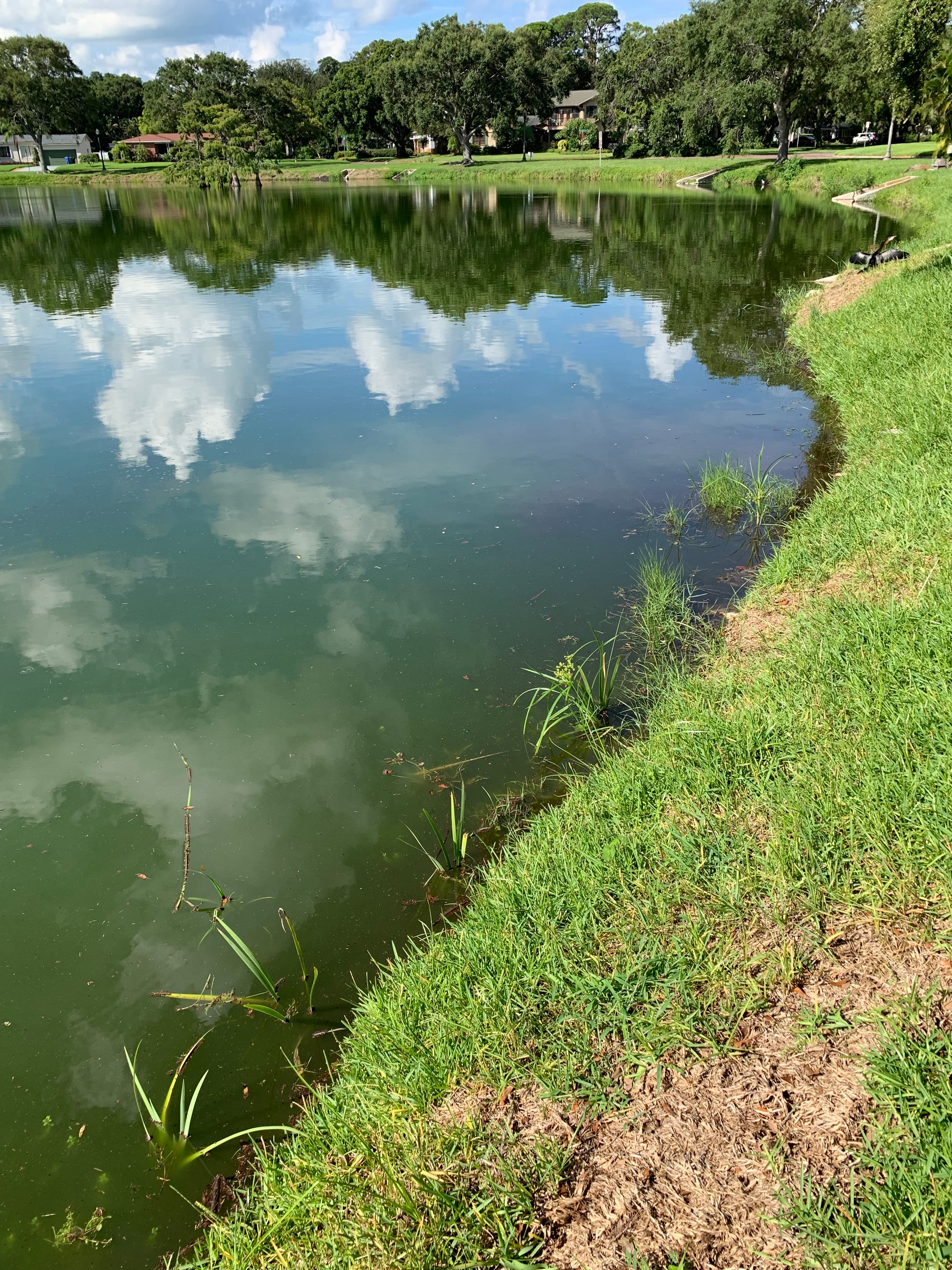 Lake Pasadena wildlife